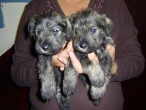  Avisos gratis en Mexico lindo en Tultitl&aacute;n |  Cachorros Schnauzer, Mes y medio, sal y pimienta
