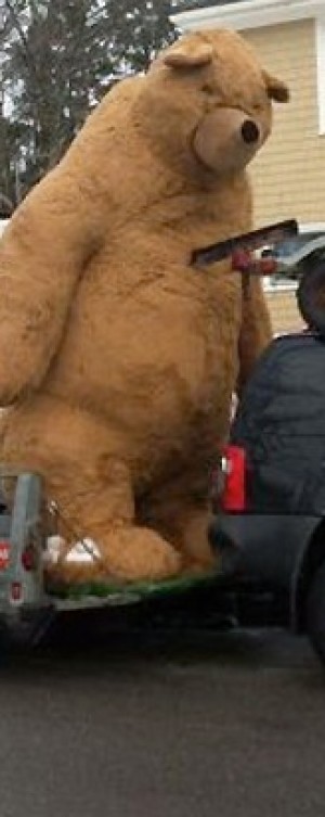 theug Avisos gratis en Mexico lindo en Guadalajara |  Animales de peluche en gran tama&Ntilde;o paratiendas de regalo, escenografia, Animales de peluche en gran tama&Ntilde;o