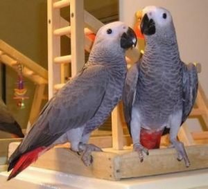 perez Avisos gratis en Mexico lindo en Atemajac de Brizuela |  Loros grise africanos loros grise africanos , Loros grise africanos 