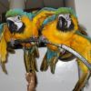 lilianvilla Avisos gratis en Mexico lindo en Francisco I. Madero |  Par de loros guacamayos azul y oro , Par de loros guacamayos azul y oro 