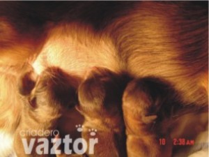  Avisos gratis en Mexico lindo en Celaya |  [[��** CACHORRITOS CHIHUAHUA Y BEAGLE **��]], vendo cachorritos