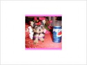  Avisos gratis en Mexico lindo en Los Cabos |   	  T-Copa Yorkie cachorros . 	,   T-Copa Yorkie cachorros .