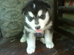  Avisos gratis en Mexico lindo en Gustavo A. Madero |  VENDO HERMOSOS CACHORROS HUSKY SIBERIANO., ESTAN HERMOSOS