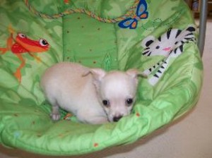  Avisos gratis en Mexico lindo en Mexicaltzingo |  lindo y adorable chihuahua cachorros de nuevos hogares, lindo y adorable chihuahua cachorros de nuevos hogares