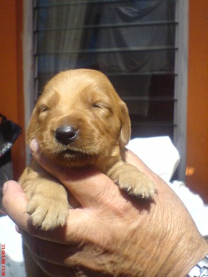  Avisos gratis en Mexico lindo en Miguel Hidalgo |  �����������Hermosos cachorros Golden Retriever!!!!!!!!!!!!, �Venta de cachorros Golden Retriever!!!!!