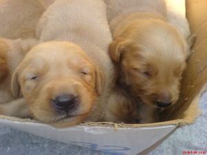 Avisos gratis en Mexico lindo en Miguel Hidalgo |  ���Vendo hermosos cachorros Golden Retriever $1500.00 MN!!!, ���Nacier&oacute;n el 16 de octubre tenemos 5 hembras y 2 machos!!!
