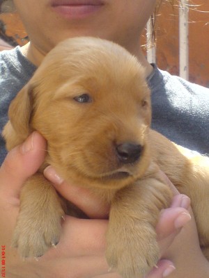  Avisos gratis en Mexico lindo en Miguel Hidalgo |  ������Vendo cachorros Golden retriever $1500.00 MN!!!!!!!!!!!!, Estan hermosos y tenemos 5 hembras y 2 machos