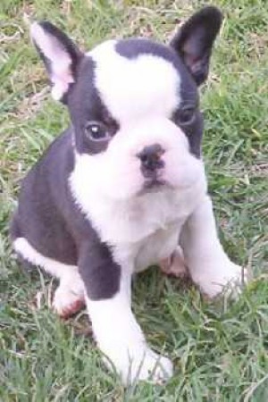  Avisos gratis en Mexico lindo en Cuautitl&aacute;n |  BULLDOG FRANCES CACHORROS, Hembras yMachos