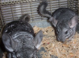  Avisos gratis en Mexico lindo en Cuautitl&aacute;n |  CHINCHILLAS BONITA MASCOTA, Hembras y Machos