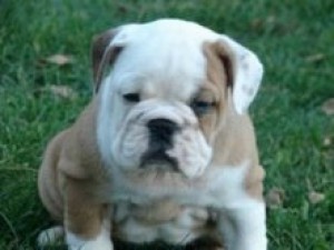  Avisos gratis en Mexico lindo en Cuajimalpa de Morelos |  Fabuloso Bulldog Ingl&eacute;s , Bulldog Ingl&eacute;s