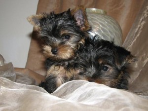  Avisos gratis en Mexico lindo en Mexicaltzingo |  .TX Gumwood Yorkshire Terriers AKC registrados,, gbifht