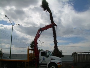  Avisos gratis en Mexico lindo en Sinaloa |  INVERSIONISTAS , VIVEROS EKOLOGIA PLUS