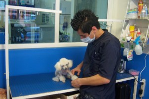  Avisos gratis en Mexico lindo en Coacalco |  sSOLICITO SRITA PARA ESTETICA CANINA Y AYUDANTE DE MEDICO, SOLICITO AYUDANTE DE MEDICO Y ESTILISTA CANINO