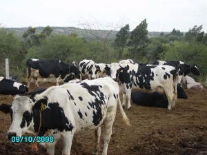  Avisos gratis en Mexico lindo en Torre&oacute;n |  VAQUILLAS  AL  PARTO  HOLSTEIN  DEL  4to MES  AL , VAQUILLAS  HOLSTEIN  