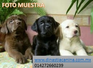 Criadero Dinastia Ca Avisos gratis en Mexico lindo en Toluca |  Labrador retriever (cobrador de labrador) hermosos cachorros , Cachorros@dinastiacanina.com.mx