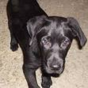  Avisos gratis en Mexico lindo en Yautepec |  se busca un labrador perdido en Yautepec, el d&iacute;a 5 de Diciembre 2008, necesitamos encontrarlo, es muy especial...