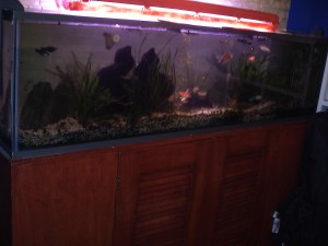  Avisos gratis en Mexico lindo en Azcapotzalco |  Pecera de 1.80x0.45x0.40 Mts , TOTALMENTE EQUIPADA