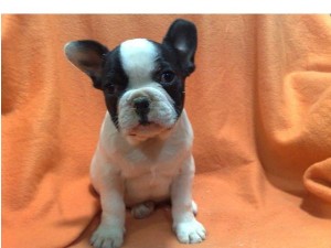  Avisos gratis en Mexico lindo en Santa B&aacute;rbara |  PRECIOSOS CACHORROS DE  BULLDOG FRANCES �100, Bulldog Frances