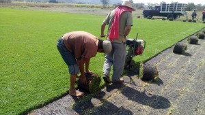 VIVERO DE MORELOS Avisos gratis en Mexico lindo en Cuernavaca |  Pasto en rollo y tierra para jardin., Cesped & tierra