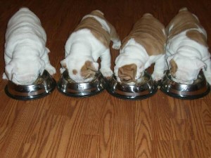  Avisos gratis en Mexico lindo en Huixquilucan |  cute x-masa Ingl&eacute;s bulldog cachorros , cute x-masa Ingl&eacute;s bulldog