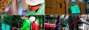 Jairo Blanco Avisos gratis en Mexico lindo en Puebla |  Control y prevenci&oacute;n de plagas profesionales en puebla, Desratizaci&oacute;n, desinsectaci&oacute;n y desinfecci&oacute;n en todas las &aacute;reas