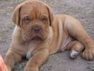  Avisos gratis en Mexico lindo en Tultitl&aacute;n |  urge vendo cachorrita dogo de burdeos, hermosa 