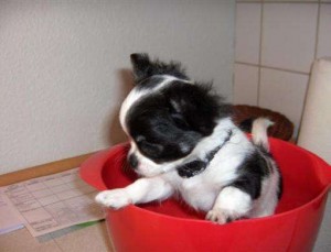  Avisos gratis en Mexico lindo en Cuautitl&aacute;n Izcalli |  Encantador Chihuahua Cachorro, Encantador Chihuahua Cachorro