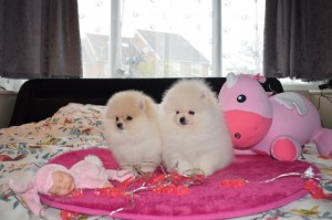 Melvis Avisos gratis en Mexico lindo en Guanajuato |  Cachorros pomerania para tu hogar, cachorros pomerania para tu hogar, Cachorros pomerania para tu hogar