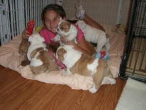 Grace Avisos gratis en Mexico lindo en Puebla |  Cachorros bulldog ingl&eacute;s para adopci&oacute;n, cachorros bulldog ingl&eacute;s para , Cachorros bulldog ingl&eacute;s para adopci&oacute;n