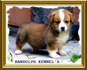 ROXANE RANDOLPH Avisos gratis en Mexico lindo en San Francisco de los Romo |  WELSH CORGI PEMBROKE ( SOLO CONOCEDORES ), CRIA Y SELECCION DE LA RAZA