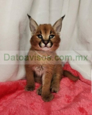 Sabine Avisos gratis en Mexico lindo en Almoloya del R&iacute;o |  Cachorros de serval y caracal con savannah, Gatitas disponibles