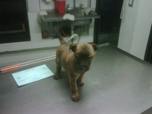 ISABEL CRUZ Avisos gratis en Mexico lindo en Venustiano Carranza |  SE VENDE CACHORRA PASTOR BELGA MALINOA, 2,000  A TRATAR