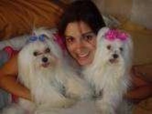 norena garcia Avisos gratis en Mexico lindo en Etchojoa |  estoy ofreciendo mis 2 beb&eacute;s Maltes con papeles para los ni&ntilde;os ..., tessy y cyndie mi cachorros maltes