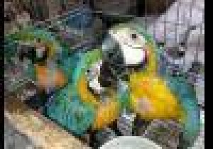  Avisos gratis en Mexico lindo en Copanatoyac |  GUACAMAYOS, CACAT&uacute;AS, LOROS Y HUEVOS DE LORO PARA VENTA, CACAT&uacute;AS, LOROS Y HUEVOS DE LORO PARA VENTA