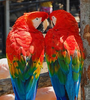  Avisos gratis en Mexico lindo en Villa de Arista |  par de guacamaya roja loros para adoption, guacamaya