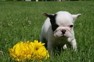  Avisos gratis en Mexico lindo en Zaragoza |  Bulldog Frances 2 meses �100, Bulldog Frances 2 meses �100
