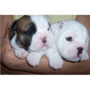 happy moments Avisos gratis en Mexico lindo en San Jos&eacute; de Gracia |  Ingl&eacute;s bulldog cachorros para adoption , bulldog cachorros para adoption 