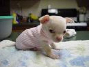  Avisos gratis en Mexico lindo en Morelia |  PRIMOROSOS CACHORROS, YORKSHIRE POMERANIA CHIHUAHUA BICHON FRENCH