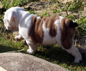  Avisos gratis en Mexico lindo en San Jos&eacute; de Gracia |  Ingl&eacute;s cachorro bulldog, Bulldog