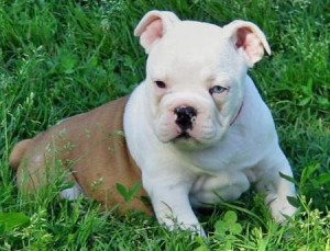  Avisos gratis en Mexico lindo en Mexicali |  CUTE INGL&eacute;S BULL PUPPIES PARA RE-homing, perros