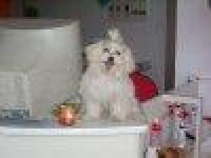  Avisos gratis en Mexico lindo en Monterrey |  Cachorritos Bichon malt&eacute;s elegant&igrave;simos!!! , cachorros leg&iacute;timos son muy hermosos y chiquitos y los tenemos en nuestra tienda