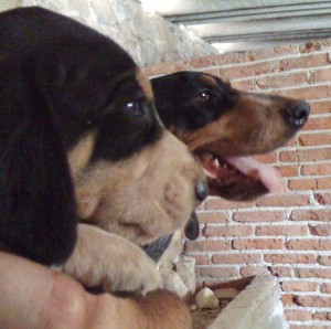Claudia Aguilar Avisos gratis en Mexico lindo en Tepotzotlan |  Cachorros Bluetick coonhound, sabuesos caza mayor