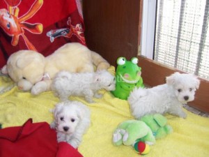 jennifer Avisos gratis en Mexico lindo en Dr. Belisario Dom&iacute;nguez |  Cachorros de bichon maltes verdaderas joyas, Cachorros de bichon maltes verdaderas joyas