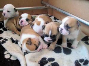 sylvie Avisos gratis en Mexico lindo en Santiago |  Calidad Bulldog Ingl&eacute;s cachorros disponibles, Calidad Bulldog Ingl&eacute;s