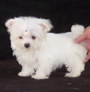 michael Avisos gratis en Mexico lindo en San Jos&eacute; de Gracia |  MALT&eacute;S CACHORRO EN BUSCA DE UNA BUENA CASA, maltese