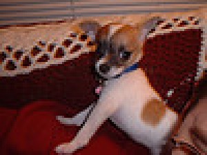  Avisos gratis en Mexico lindo en Balleza |  Se venden cachorros de chihuahua, chihuahua