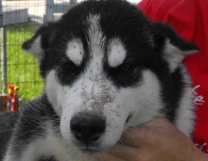  Avisos gratis en Mexico lindo en Guazapares |  cachorros de husky lindo y adorable para un nuevo hogar, perros