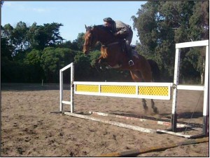 Argentina Horses Avisos gratis en Mexico lindo en Aguascalientes |  Argentina Horses, Venta de caballos 