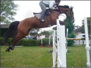 Argentina Horses Avisos gratis en Mexico lindo en Sacramento |  Caballos  Argentina  Horses, Venta de caballos 