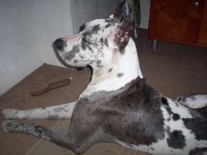  Avisos gratis en Mexico lindo en Toluca |  Vendo Grand Dan&eacute;s Arlequin, Precioso Macho